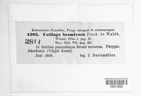 Ustilago bullata image